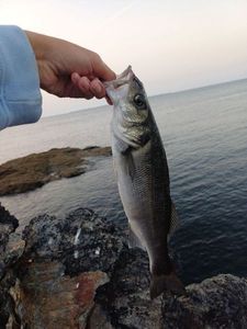 European Bass (Seabass)