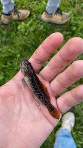 Round Goby