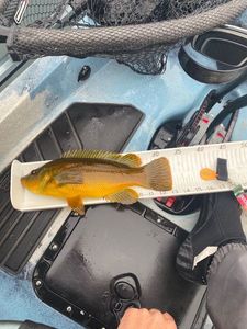 Ballan Wrasse