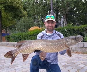 Northern Pike