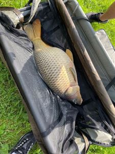 Common Carp