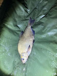 Common Bream