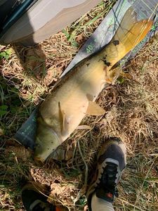 Mirror Carp