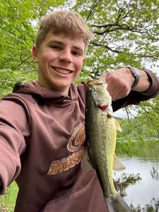 Largemouth Bass