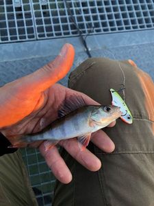 European Perch