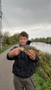 European Perch