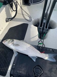 European Bass (Seabass)