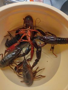 Red Swamp Crayfish