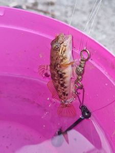 Round Goby