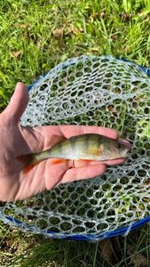 European Perch