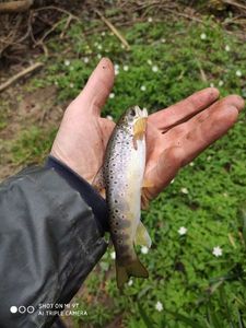 Brown Trout