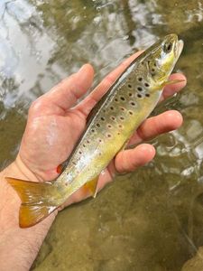 Brown Trout