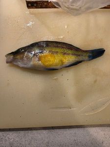 Corkwing Wrasse