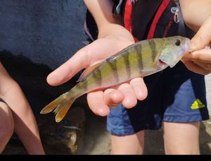 European Perch