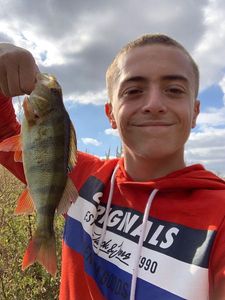 European Perch