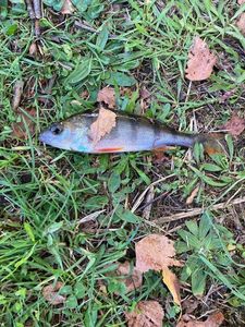 European Perch