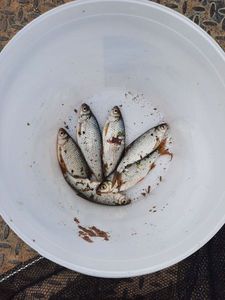 Roach