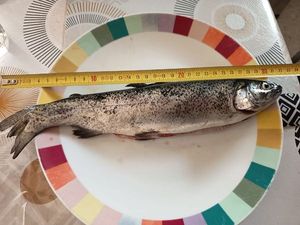 Rainbow Trout