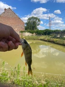 European Perch