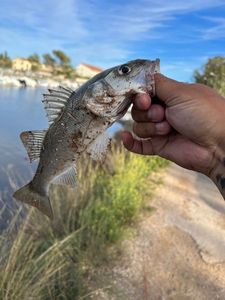 European Bass (Seabass)