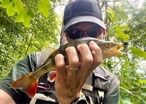 European Perch