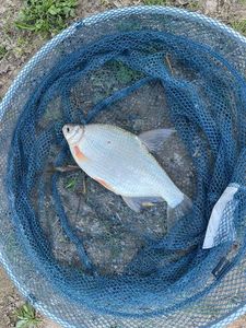 White bream