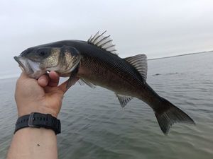 European Bass (Seabass)