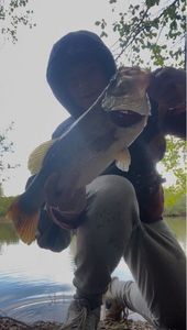 Largemouth Bass