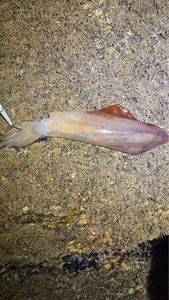European Squid