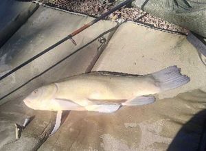 Tench
