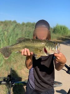 Largemouth Bass