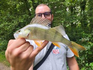 European Perch