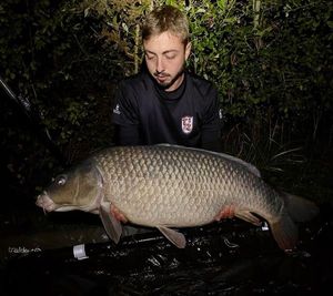 Common Carp