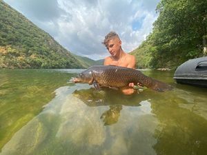 Mirror Carp