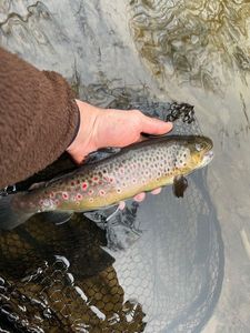 Brown Trout