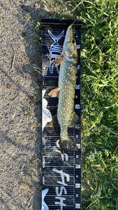 Northern Pike