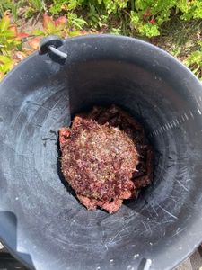 European Spider Crab