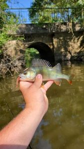European Perch