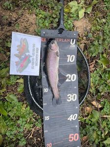 Rainbow Trout