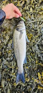 European Bass (Seabass)