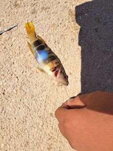 Spotted Parrotperch