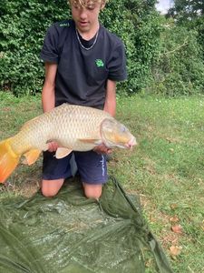 Common Carp
