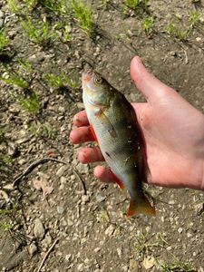 European Perch