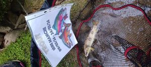 Brown Trout