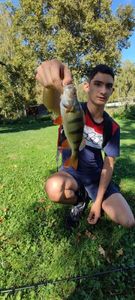 European Perch