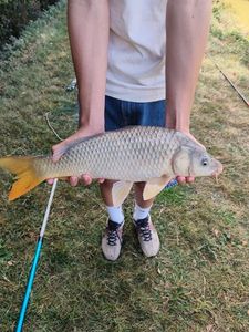 Common Carp