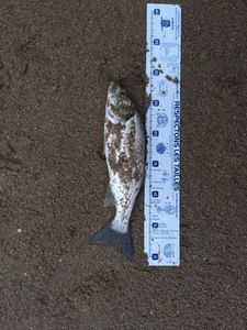 European Bass (Seabass)
