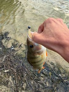 European Perch