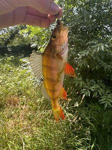 European Perch