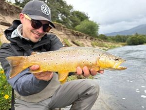 Brown Trout